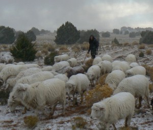 Sheepherding in the Snow, Fall 2010