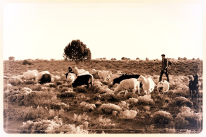 sheepherderbw